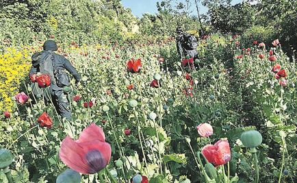 Presidente del Senado apoya regular la amapola