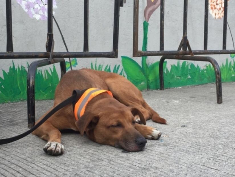 Piden a peregrinos no abandonar perros durante su camino a la Basílica