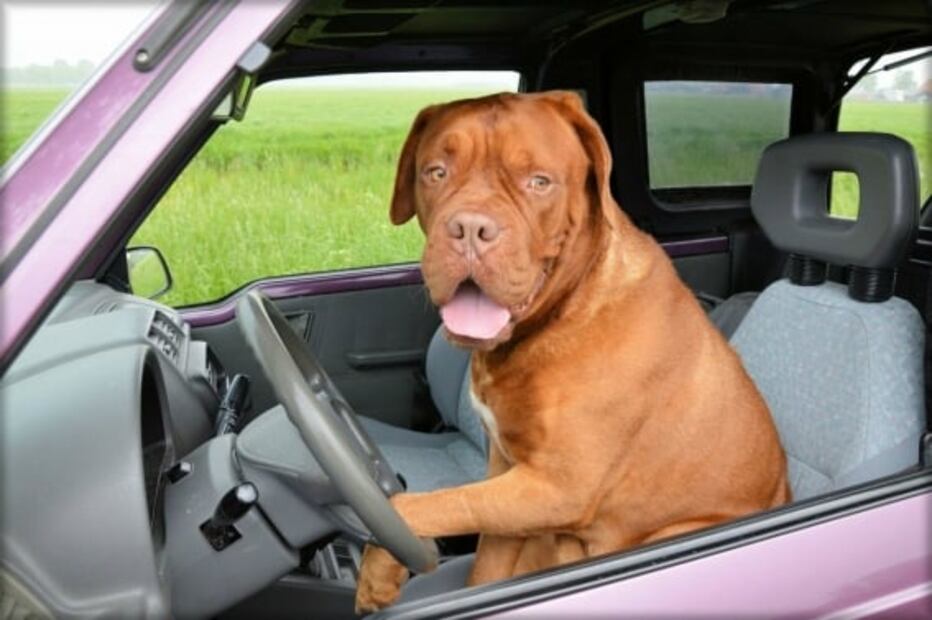 Consecuencias de dejar a tu perro dentro del auto