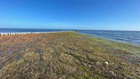 Yucatán en alerta por arribo de grandes cantidades de sargazo a sus costas; prestadores de servicios temen que afecte al turismo