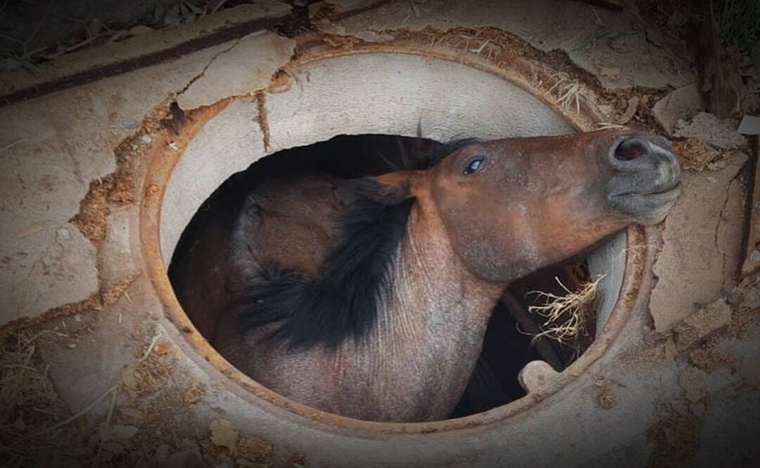 Sacan de coladera a un caballo en Temixco. Foto: Especial