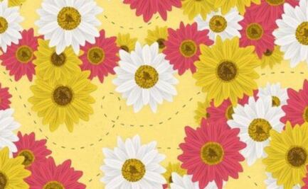 ¿Puedes encontrar la abeja? El nuevo desafío viral