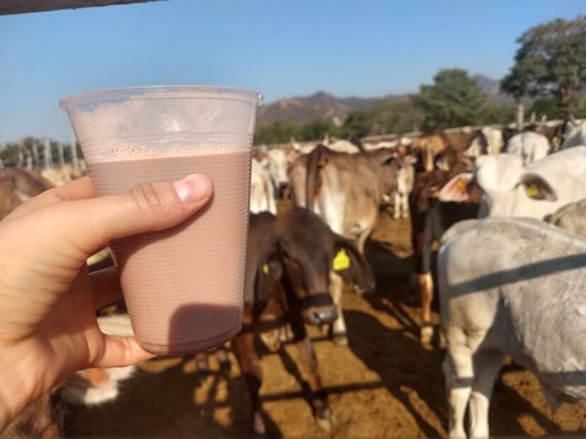 El pajarete es una bebida de ranchería que se prepara directo en el establoi con leche de vaca, chocolate en polvo y aguardiente.