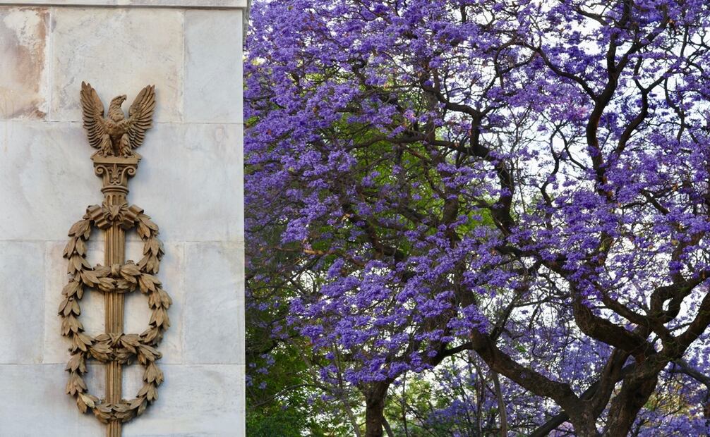 Algunos científicos advierten que debe preocuparnos por la floración temprana, ya que esto anuncia el cambio climático. Foto: Valente Rosas/EL UNIVERSAL.