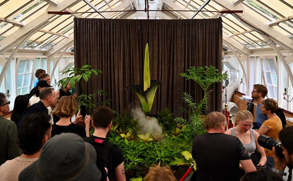 La gente observa cómo florece el titán arum o flor del cadáver, apodada Putricia, en el Real Jardín Botánico de Sydney, Australia. Foto: EFE