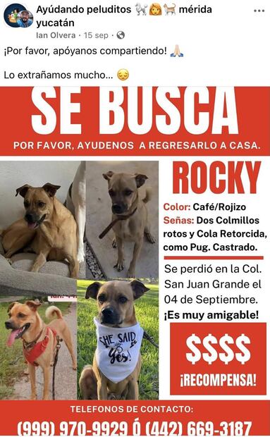 Luego de varias publicaciones virales del perrito siendo el nuevo integrante de la estación de autobuses, salió a la luz que en realidad se llama Rocky y su familia llevaba buscándolo 3 semanas. Foto: Redes sociales