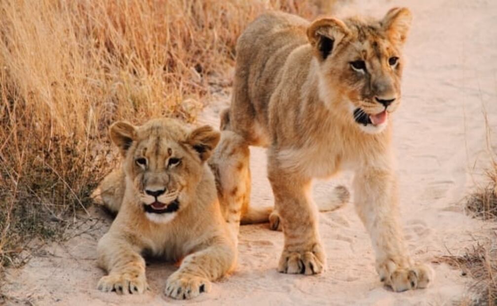 ¿Los leones están en peligro de extinción?