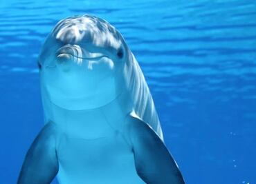 Autoridad oceánica y atmosférica de EU busca al asesino que mató y empaló a delfín