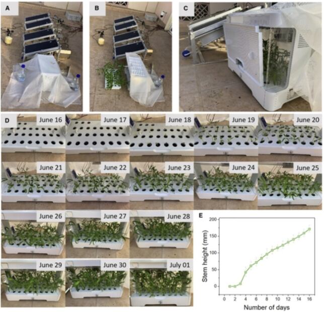 Logran cultivar vegetales en el desierto, las primeras espinacas del bioma 