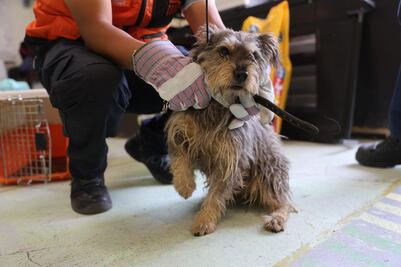 Centro de Transferencia Canina del Metro recibe a un nuevo lomito; albergue ya presenta sobrepoblación