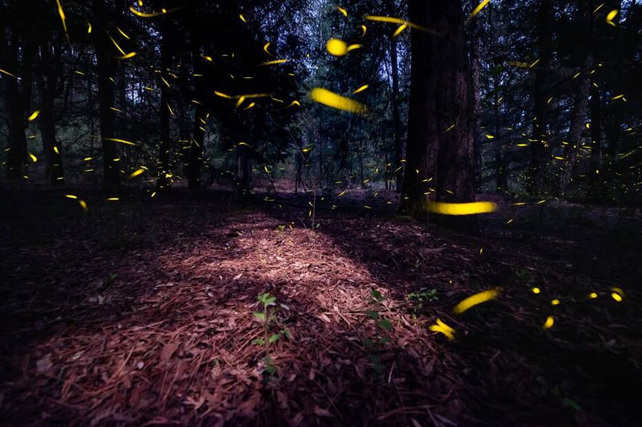 Foto: Canto del Bosque