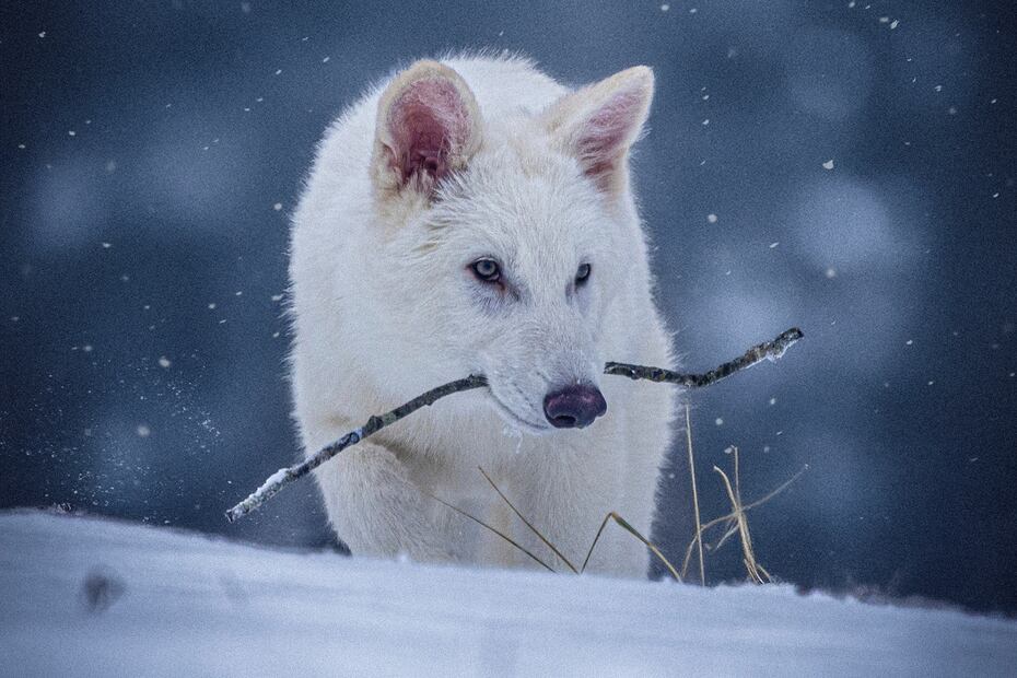 Lobo genéticamente modificado con características similares al extinto lobo terrible. | Foto: Colossal Biosciences vía AP.