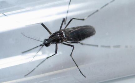 Comité de Emergencia de la OMS se reúne para evaluar la epidemia de zika