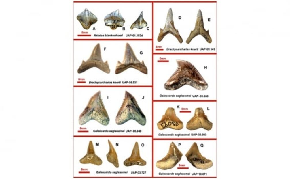 Descubren fósiles de 'extraños' tiburones y rayas en Madagascar