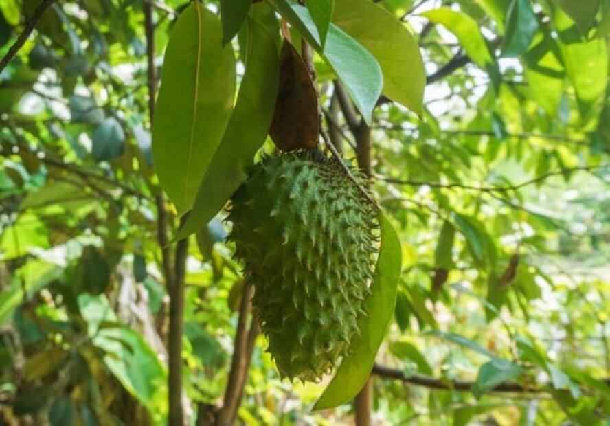 Conoce los beneficios de comer guanábana