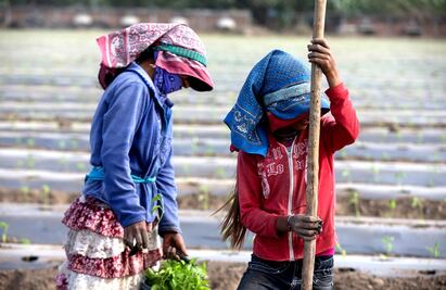 Reclutan por la fuerza a 18 jornaleros; los secuestran y obligan a trabajar jornadas extenuantes en Angostura, Sinaloa