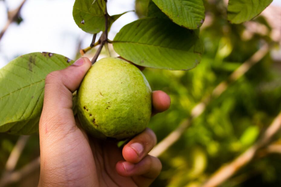 Las hojas de guayaba combaten bacterias e inflamación del acné. Foto: Freepik