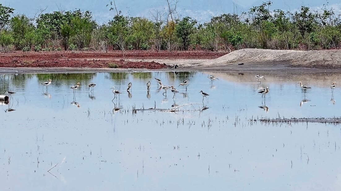 Las lluvias han permitido que la extensión de la Cienega San Juan alcance las 370 héctareas y que la flora del lugar renazca. Foto: de Hugo Salvador. El Universal