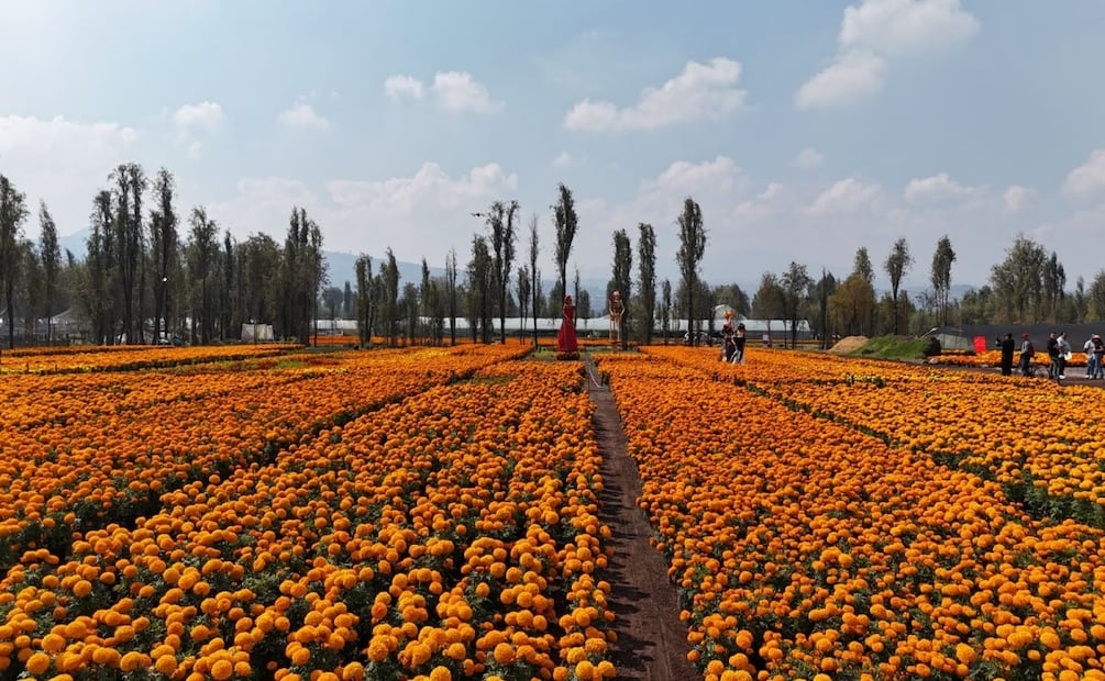 Productores capitalinos venden 93% del cempasúchil y generan más de 100 millones de pesos en derrama. Foto: Especial