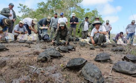 Liberan en las islas Galápagos a 190 tortugas gigantes