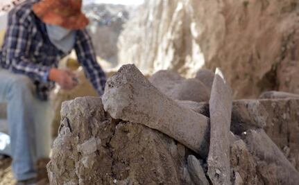 Reportan nuevo hallazgo de restos de mamuts en Tultepec