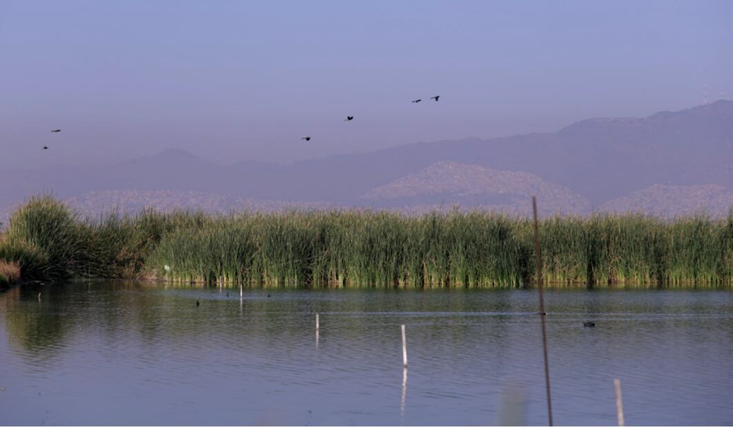 La extracción del tequesquite está en riesgo por el deterioro del ecosistema del Lago de Texcoco. Foto: Carlos Mejía / EL UNIVERSAL