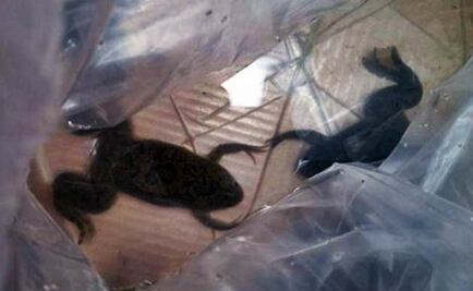 Aseguran ranas africanas en paquetería de Veracruz