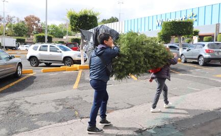Inicia acopio de pinos navideños naturales en la alcaldía Álvaro Obregón; buscan promover su reciclaje 