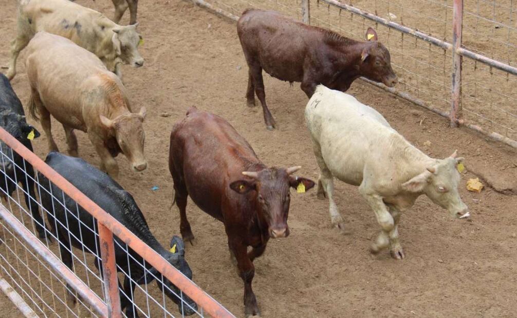 Ganaderos han exigido cierre de fronteras del sur por gusano barrenador; acusan entrada ilegal de ganado. Foto: Especial