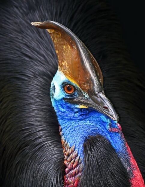 6 animales salvajes que parecen inofensivos pero son letales
