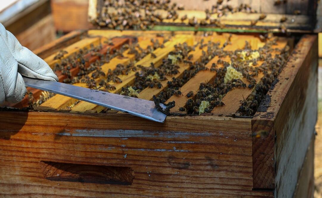 Propóleo. Foto: Xinhua