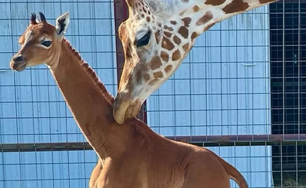 Una jirafa sin manchas nació el 31 de julio en Limestone, Tennessee: Zoológico de Bright