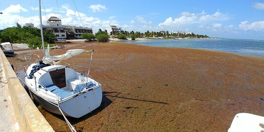 Miguel Torruco lanza S.O.S. por arribo masivo de sargazo en Quintana Roo