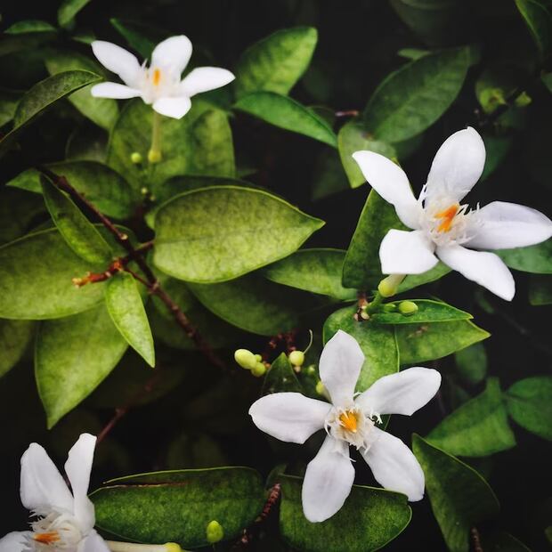 Una flor con grandes propiedades. Fuente: Freepik