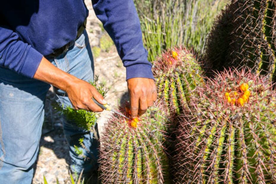 El acitrón se produce a partir de la biznaga de dulce, tonel o burra. Foto: iStock