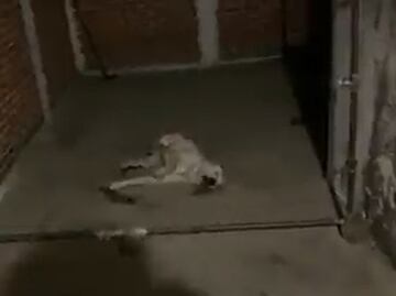 Video. Captan a perrito convulsionándose por explosión de cohetes en Tlalpan