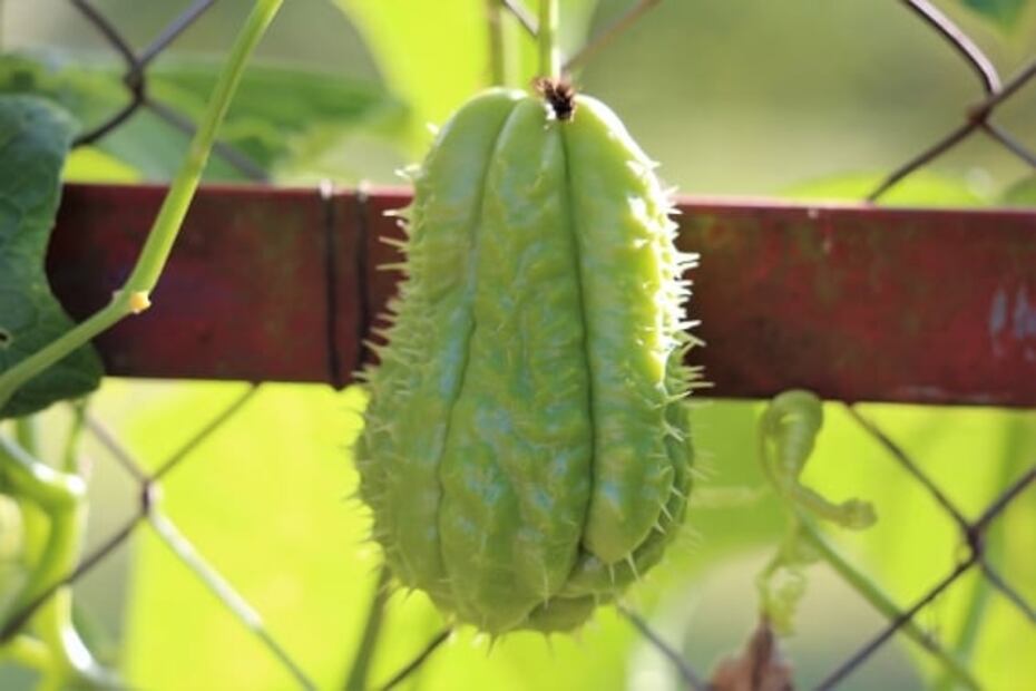 Conoce los beneficios de comer chayote todos los días