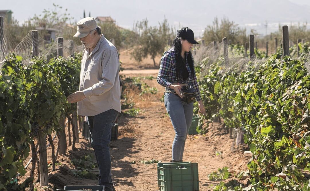 La marca mexicana Wine Beauty Secret trabaja con uva del Valle de Guadalupe en Ensenada, Baja California. Foto: Cortesía/ Dslotux