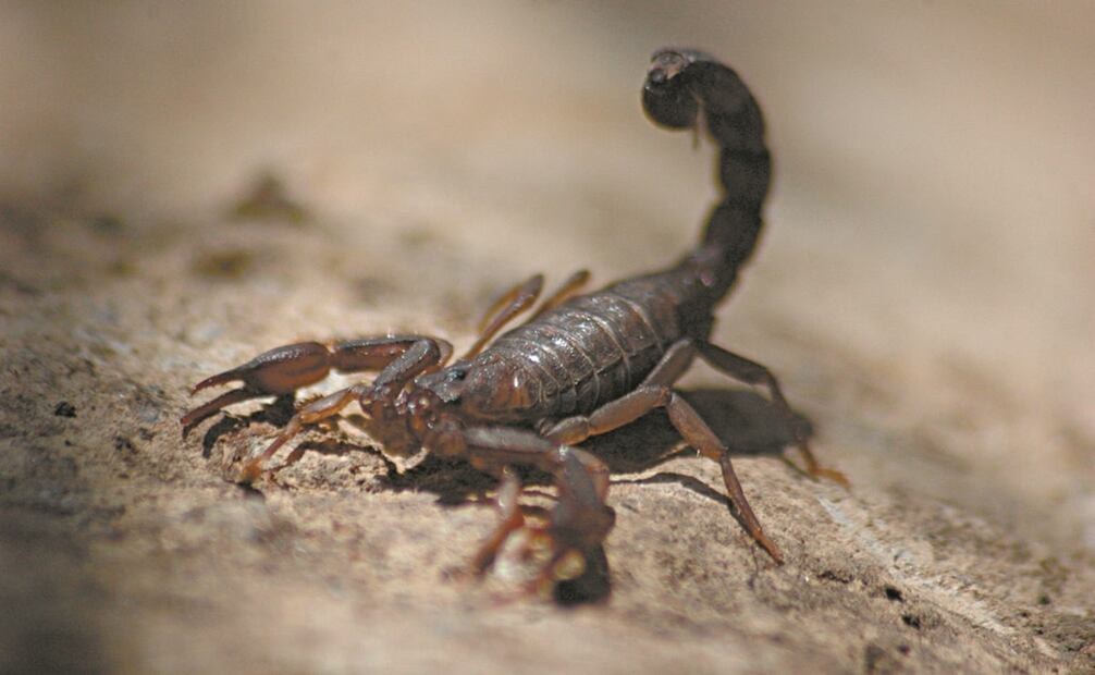 Un ejemplar de Vaejovis mexicanus. Fotos: Especial.
