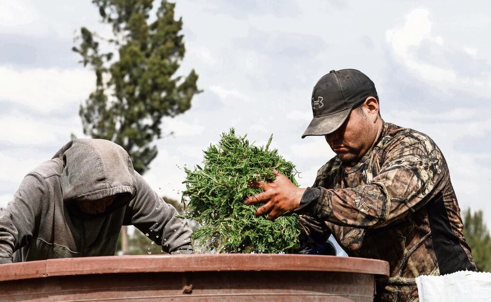 Pese al clima, los productores lograron sacar avante la producción de la hortaliza. Foto: Gabriel Pano | El Universal (24/12/2024)