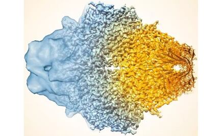 Nuevo algoritmo informático afina los microscopios más poderosos