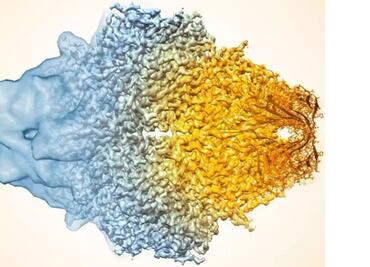 Nuevo algoritmo informático afina los microscopios más poderosos