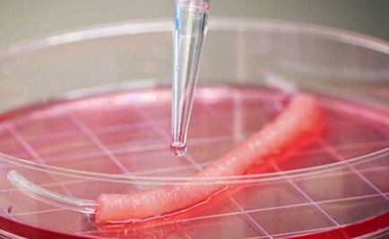 Crearán órganos humanos en cerdos para trasplantes