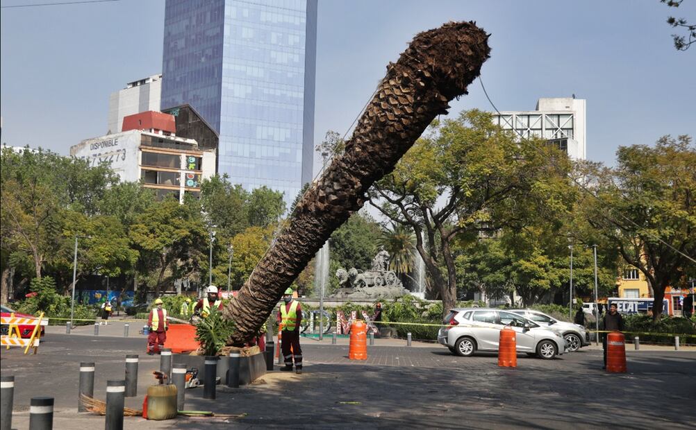 Trabajadores del Gobierno de la CDMX derriban palmeras enfermas o muertas en pie a causa de hongos y en su lugar plantan árboles de especies nativas del Valle de México, el 2 de diciembre de 2025. Foto: Carlos Mejía/EL UNIVERSAL