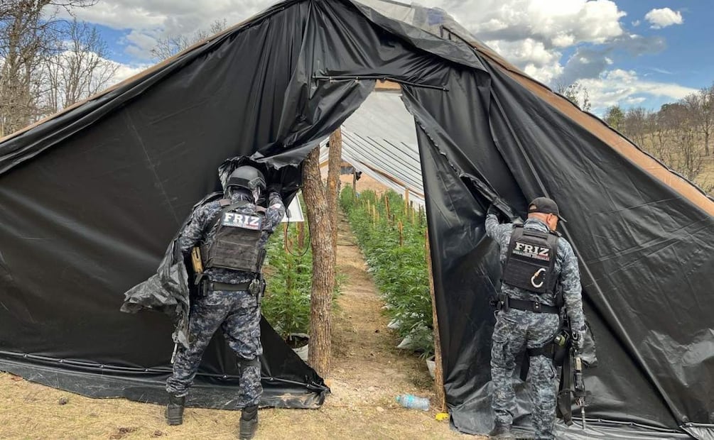 Durante los operativos, se ha logrado el desmantelamiento de una bodega y narcoinvernadero en Zacatecas (20/06/2025). Foto: Especial