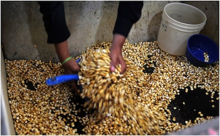 Juez definirá suspensión definitiva a restricciones a glifosato y maíz transgénico: CNA