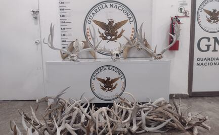 Aseguran en Sonora 56 cráneos con cuernos de borrego cimarrón y venado