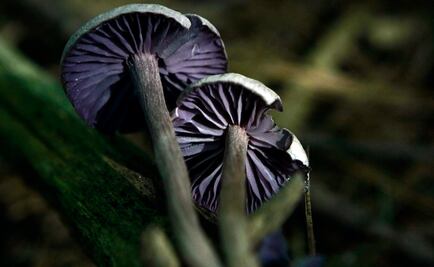 Buscan legalizar hongos alucinógenos en Denver