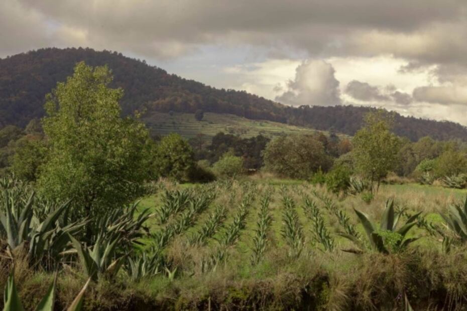 Quédate en este glamping y aprovecha los últimos días para ver luciérnagas