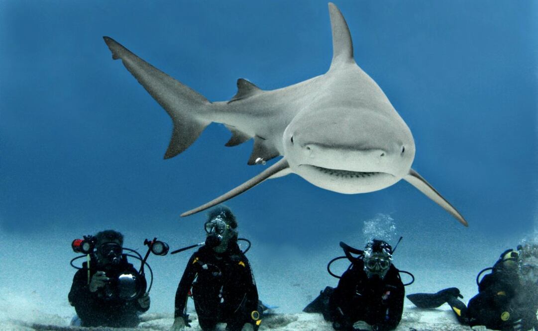 Los toro ocupan el cuarto lugar dentro de los tiburones más grandes. (Foto: Phantom Divers)
